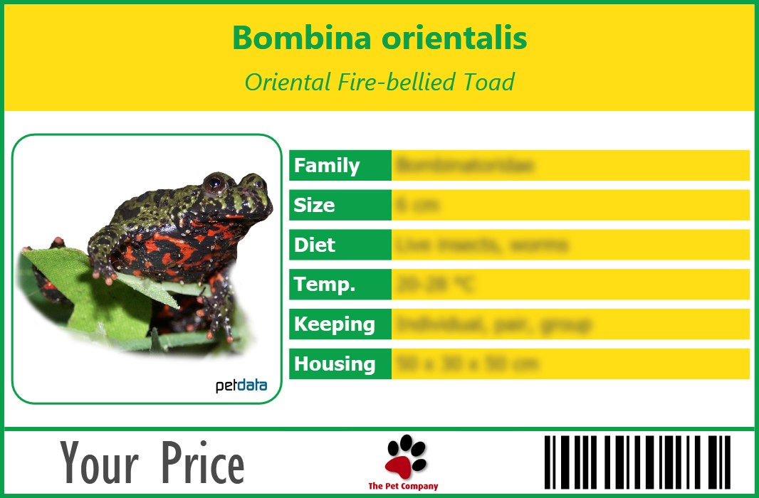 fire belly toad price