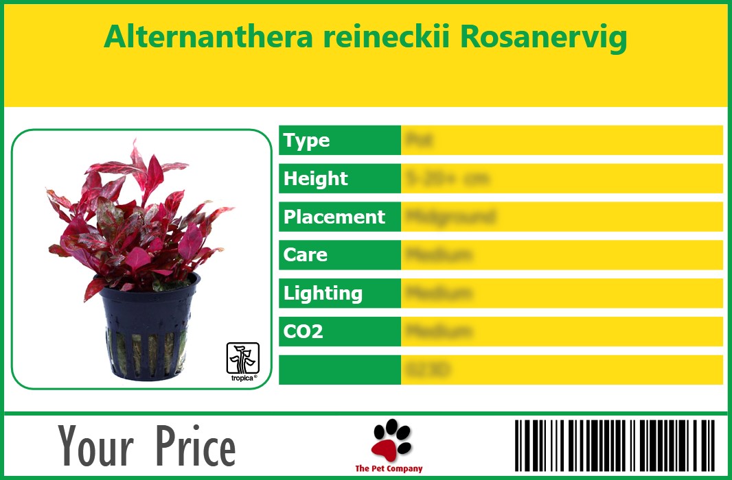 Pet Label Gallery Aquarium Plants Alternanthera Reineckii Rosanervig