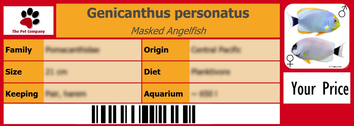 pet label gallery angelfishes