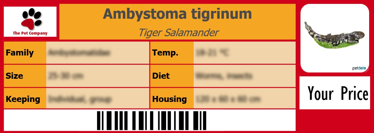 Ambystoma tigrinum Tiger Salamander 105 x 38 mm
