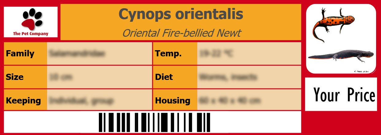 Cynops orientalis Oriental Fire-bellied Newt 105 x 38 mm