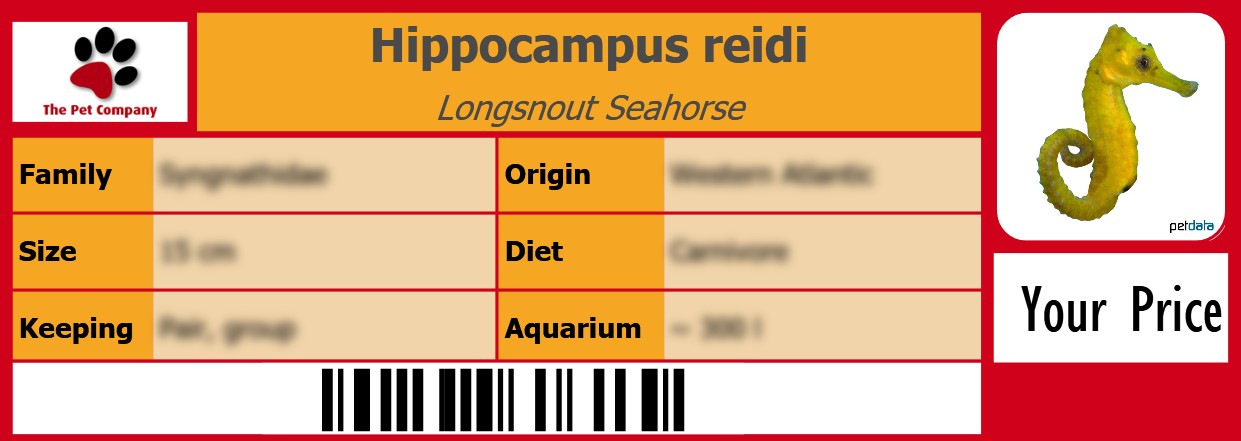 Hippocampus reidi Longsnout Seahorse 105 x 38 mm