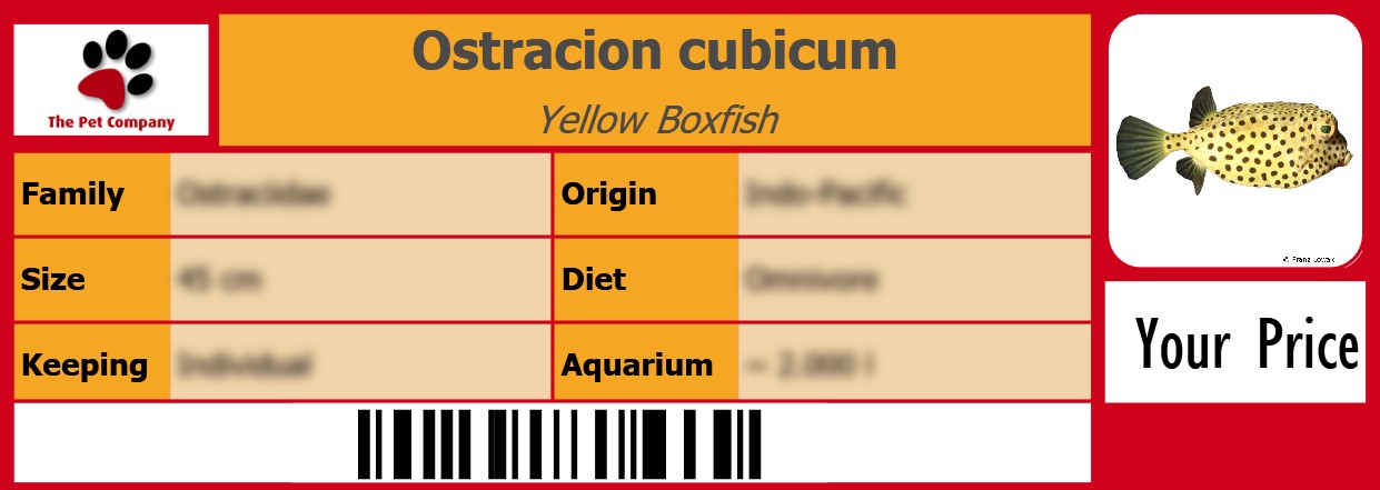 Ostracion cubicum Yellow Boxfish 105 x 38 mm