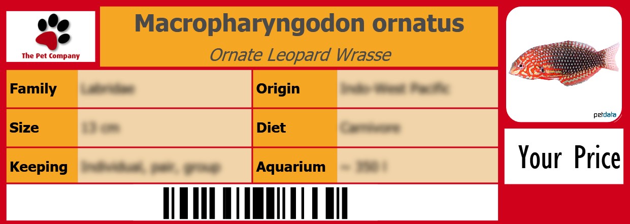 Macropharyngodon ornatus Ornate Leopard Wrasse 105 x 38 mm