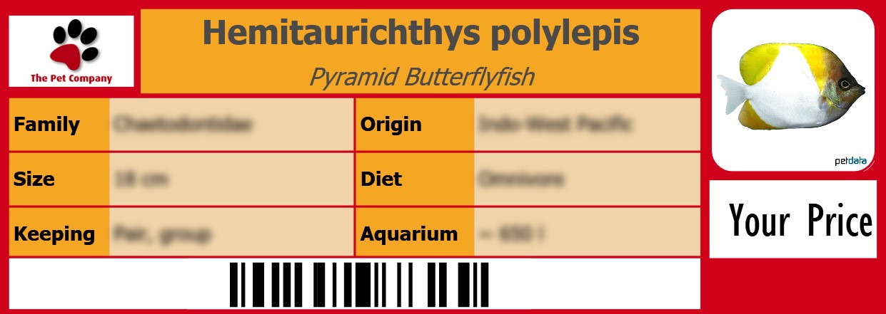 Hemitaurichthys polylepis Pyramid Butterflyfish 105 x 38 mm
