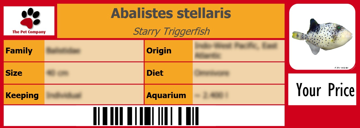Abalistes stellaris Starry Triggerfish 105 x 38 mm