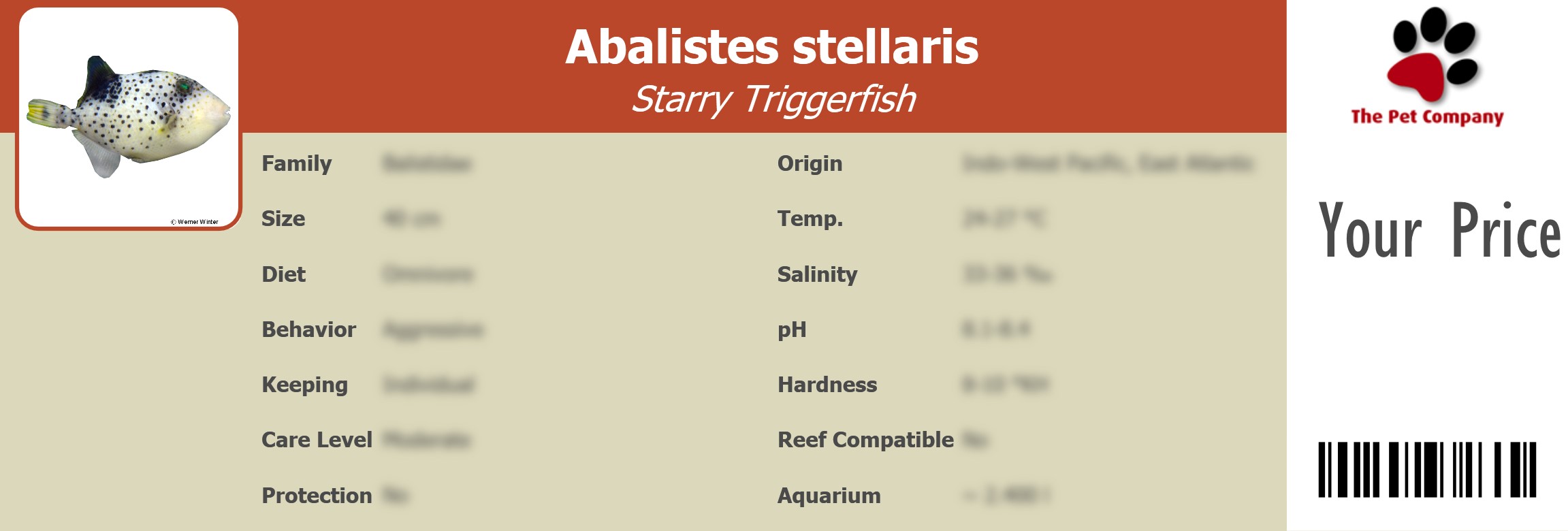 Abalistes stellaris Starry Triggerfish 195 x 66 mm