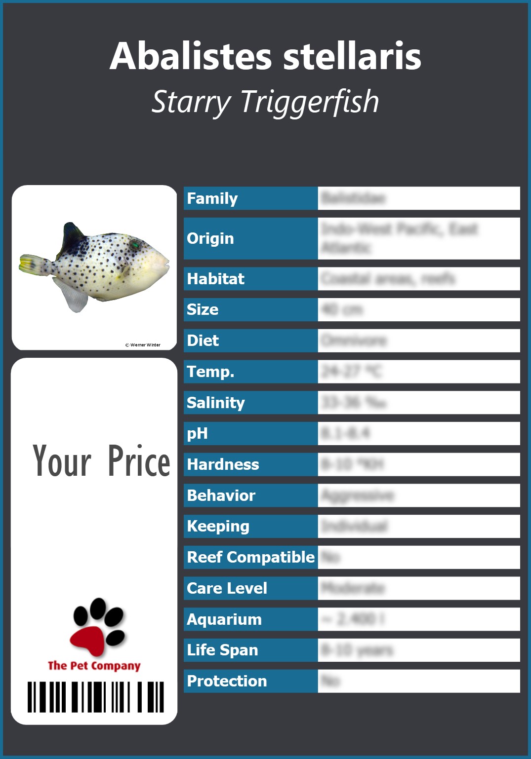 Abalistes stellaris Starry Triggerfish 91 x 130 mm