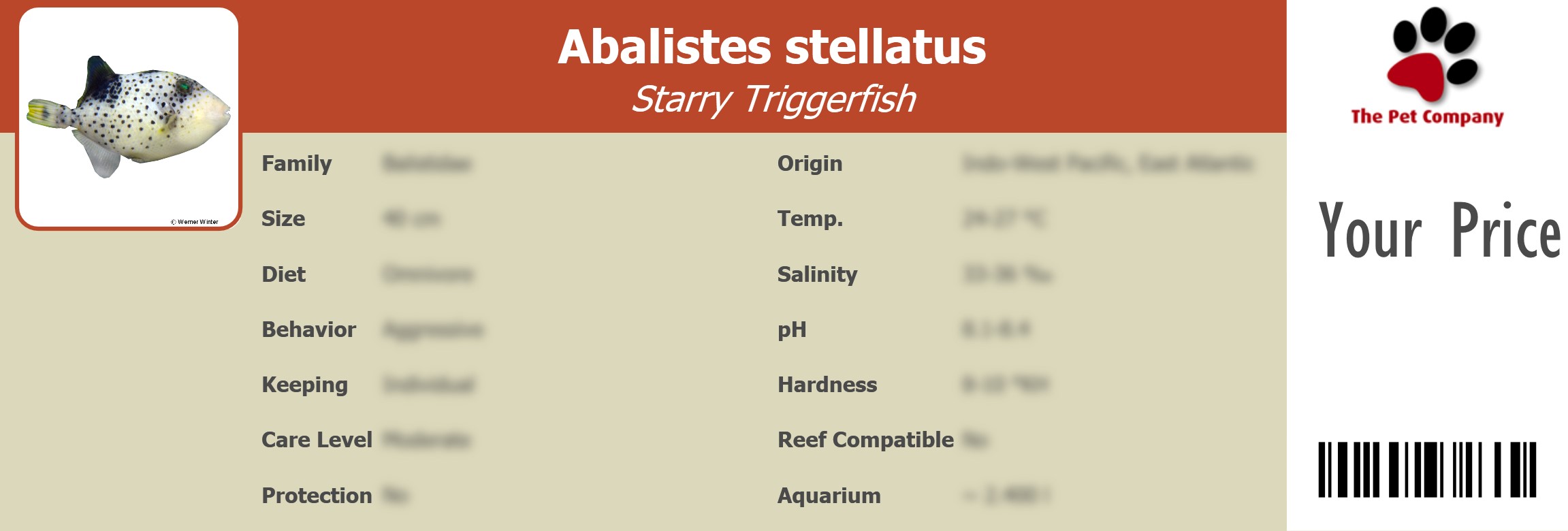Abalistes stellatus Starry Triggerfish 195 x 66 mm