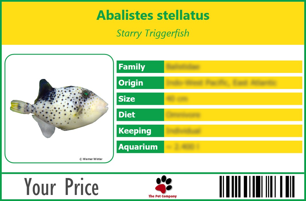 Abalistes stellatus Starry Triggerfish 90 x 60 mm