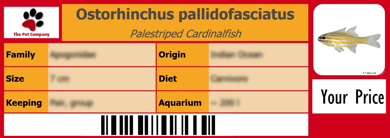 Ostorhinchus pallidofasciatus Palestriped Cardinalfish 105 x 38 mm