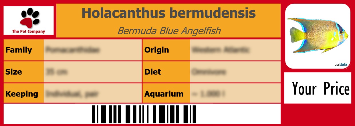 Holacanthus bermudensis Bermuda Blue Angelfish 105 x 38 mm