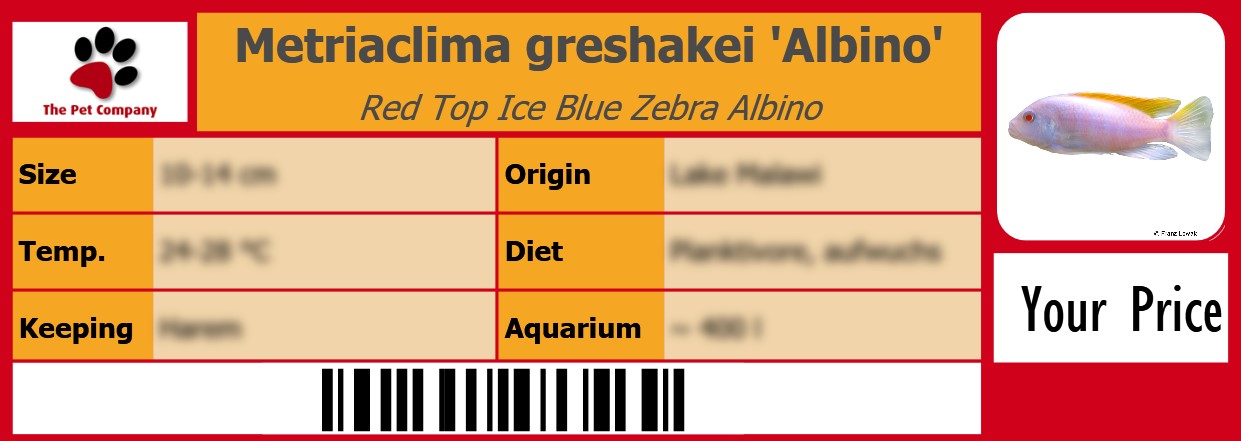 Metriaclima greshakei 'Albino' Red Top Ice Blue Zebra Albino 105 x 38 mm