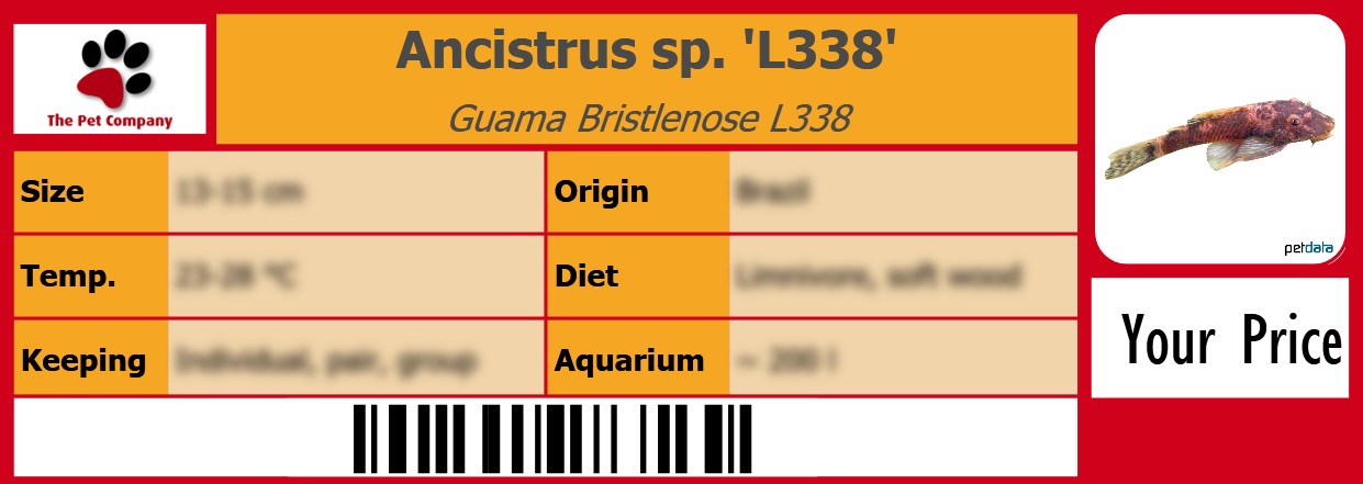 Ancistrus sp. 'L338' Guama Bristlenose L338 105 x 38 mm