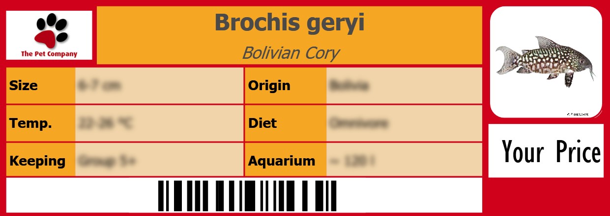 Brochis geryi Bolivian Cory 105 x 38 mm
