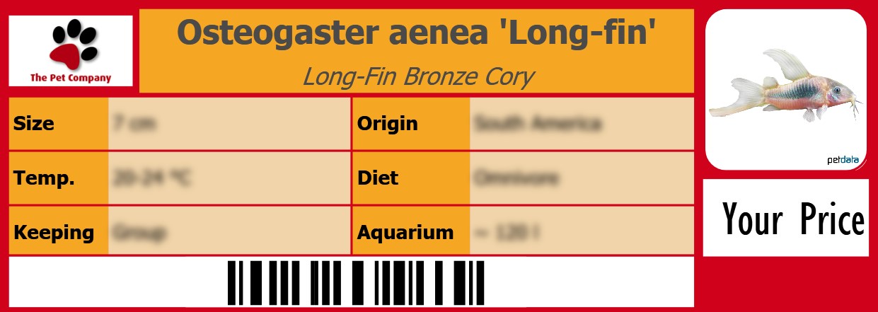 Osteogaster aenea 'Long-fin' Long-Fin Bronze Cory 105 x 38 mm