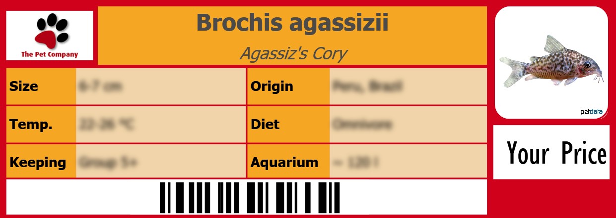 Brochis agassizii Agassiz's Cory 105 x 38 mm