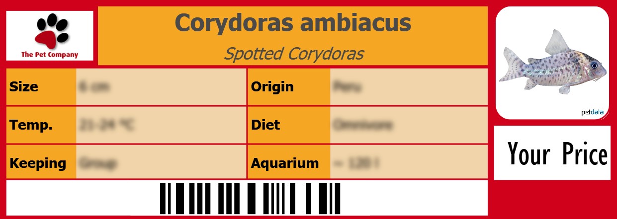 Corydoras ambiacus Spotted Corydoras 105 x 38 mm