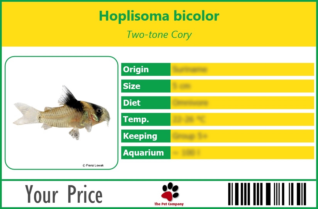 Hoplisoma bicolor Two-tone Cory 90 x 60 mm