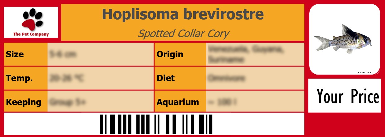 Hoplisoma brevirostre Spotted Collar Cory 105 x 38 mm