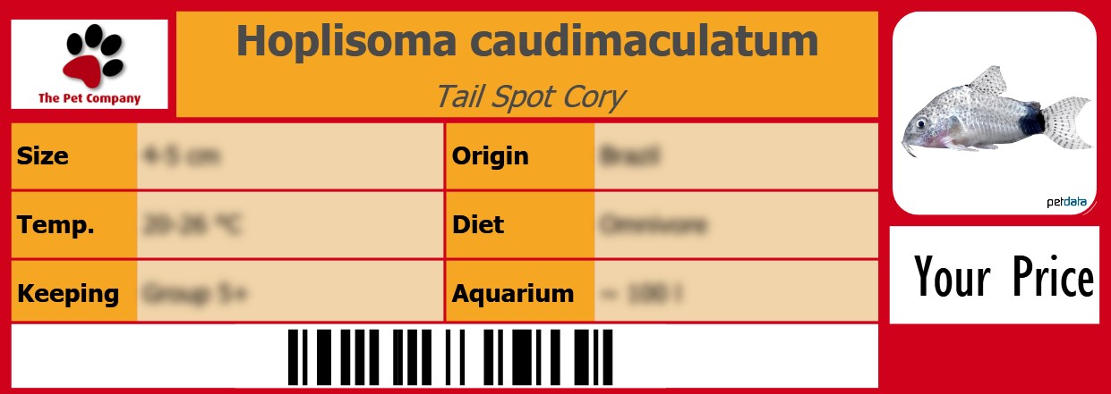 Hoplisoma caudimaculatum Tail Spot Cory 105 x 38 mm
