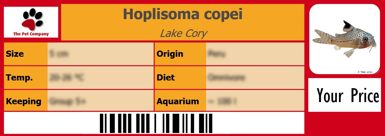 Hoplisoma copei Lake Cory 105 x 38 mm