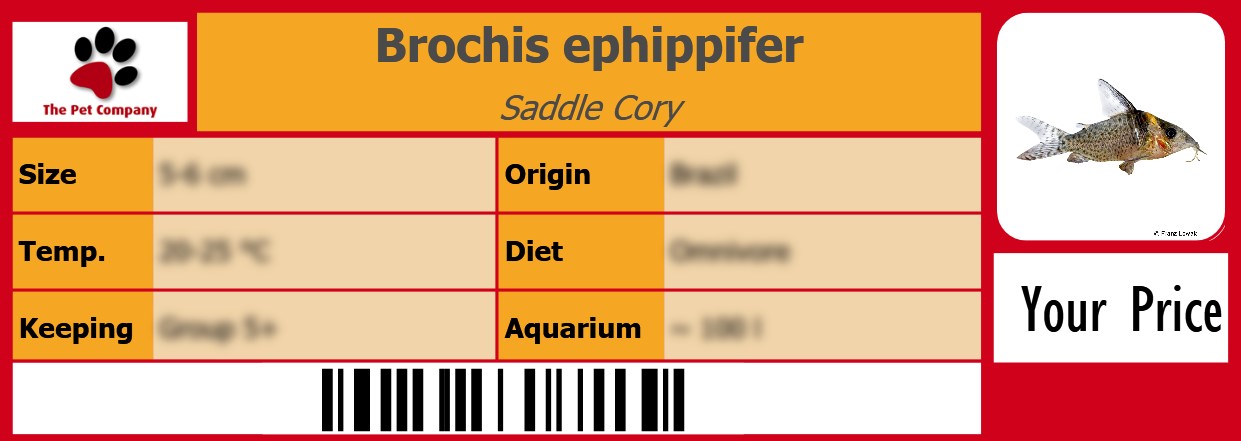 Brochis ephippifer Saddle Cory 105 x 38 mm