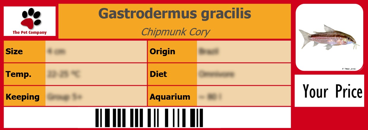 Gastrodermus gracilis Chipmunk Cory 105 x 38 mm