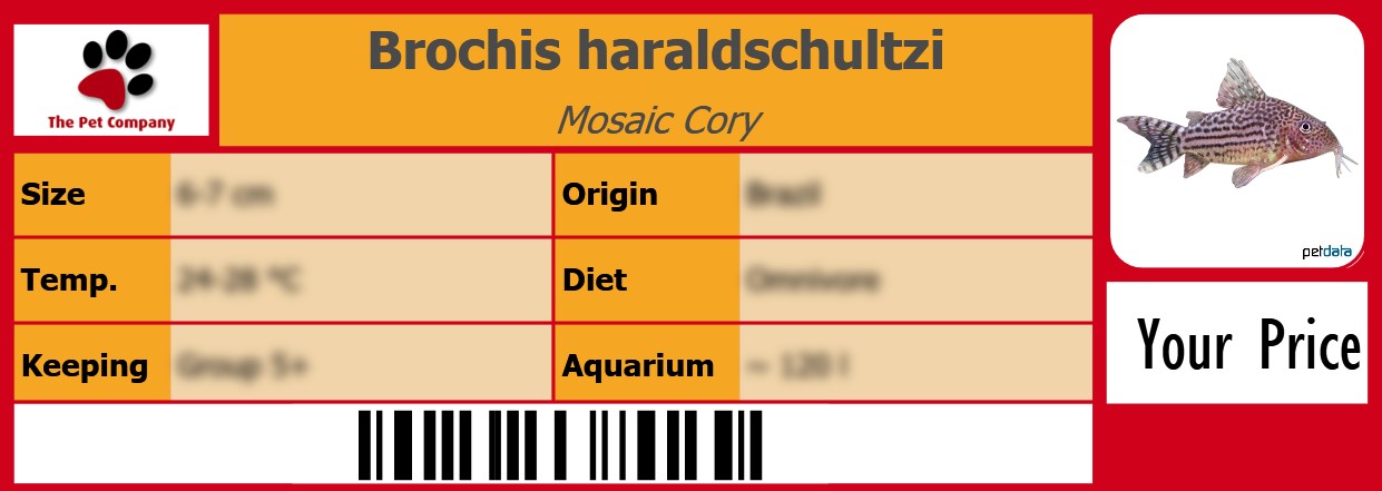 Brochis haraldschultzi Mosaic Cory 105 x 38 mm