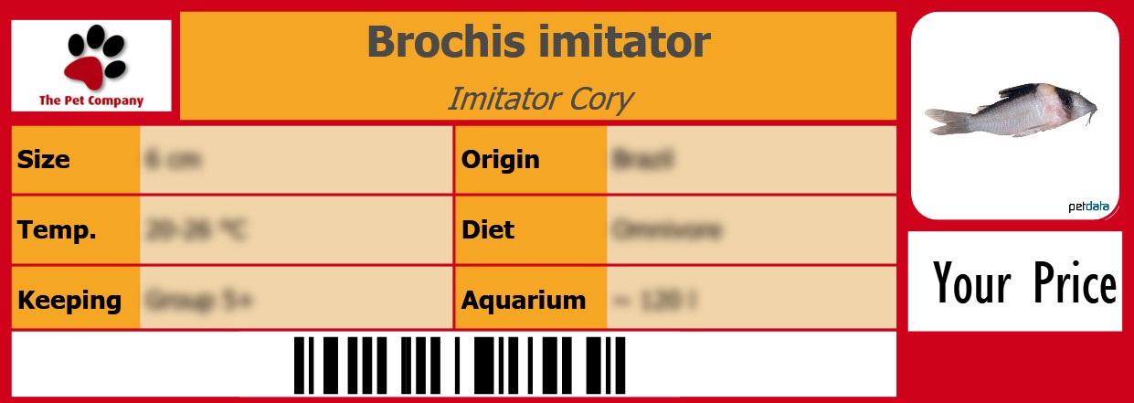 Brochis imitator Imitator Cory 105 x 38 mm