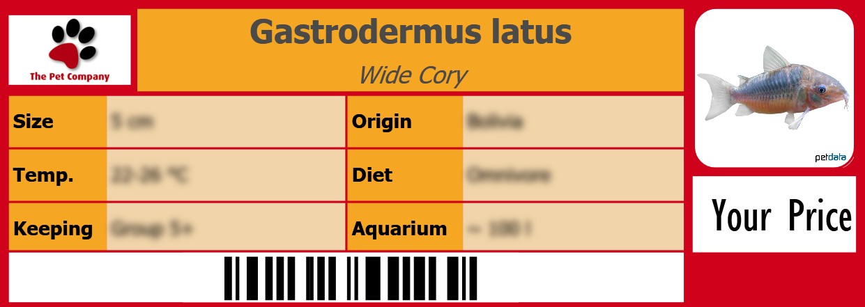 Gastrodermus latus Wide Cory 105 x 38 mm