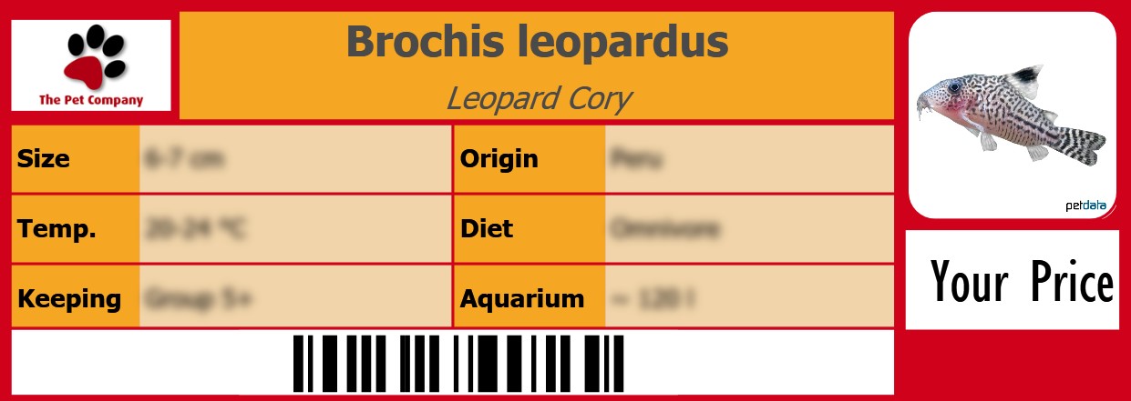 Brochis leopardus Leopard Cory 105 x 38 mm