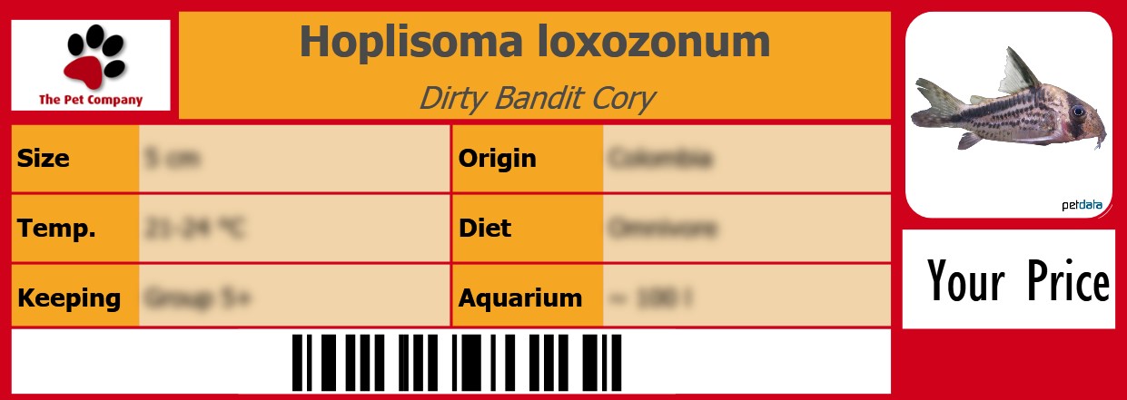 Hoplisoma loxozonum Dirty Bandit Cory 105 x 38 mm