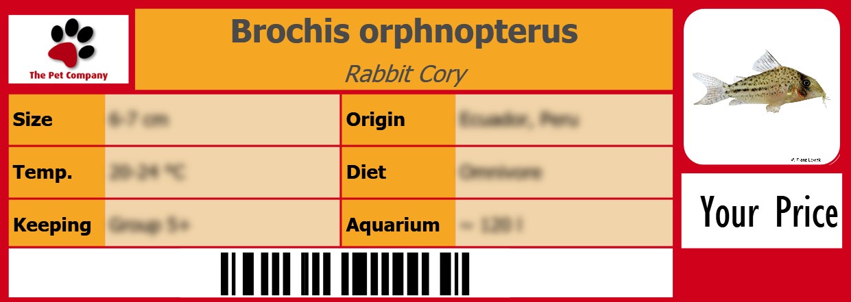 Brochis orphnopterus Rabbit Cory 105 x 38 mm