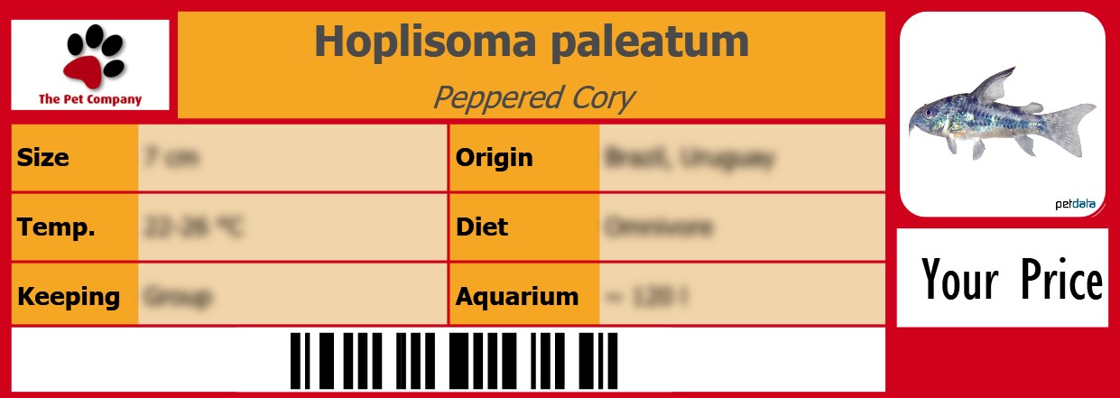 Hoplisoma paleatum Peppered Cory 105 x 38 mm