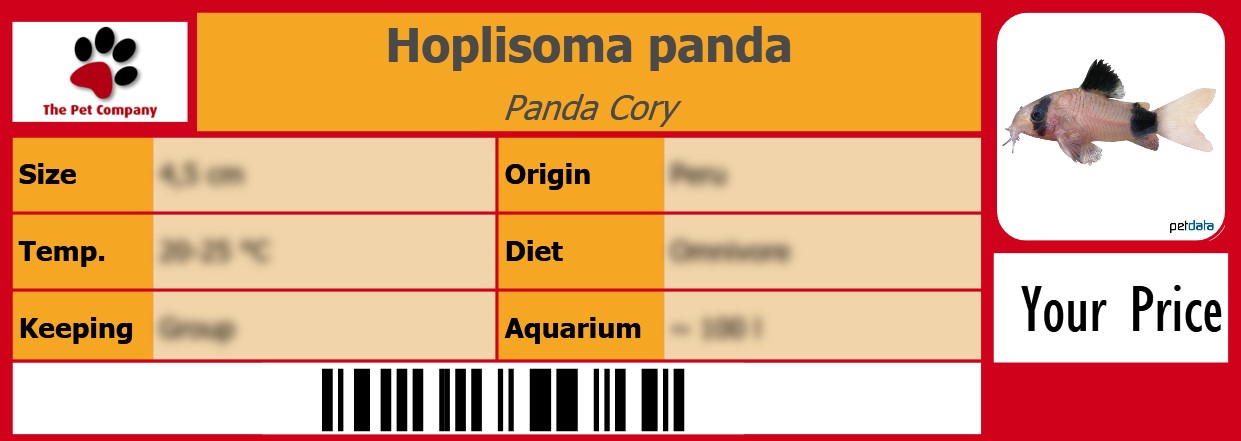 Hoplisoma panda Panda Cory 105 x 38 mm