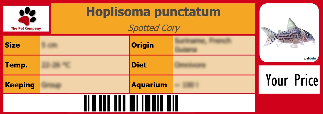 Hoplisoma punctatum Spotted Cory 105 x 38 mm
