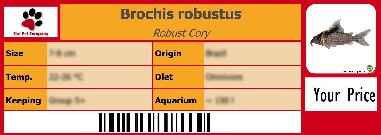 Brochis robustus Robust Cory 105 x 38 mm