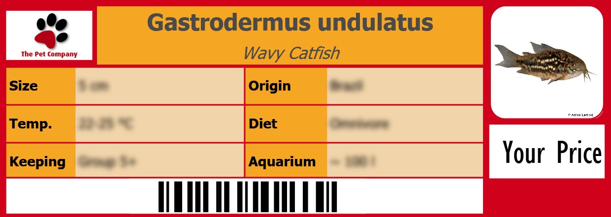 Gastrodermus undulatus Wavy Catfish 105 x 38 mm