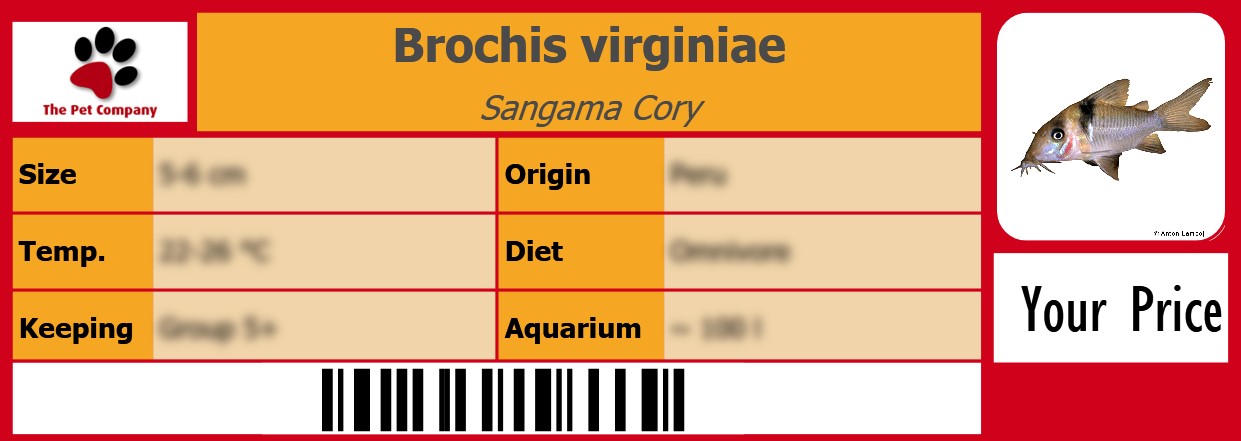 Brochis virginiae Sangama Cory 105 x 38 mm