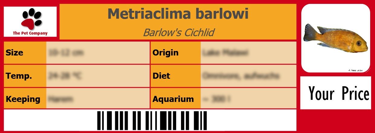 Metriaclima barlowi Barlow's Cichlid 105 x 38 mm
