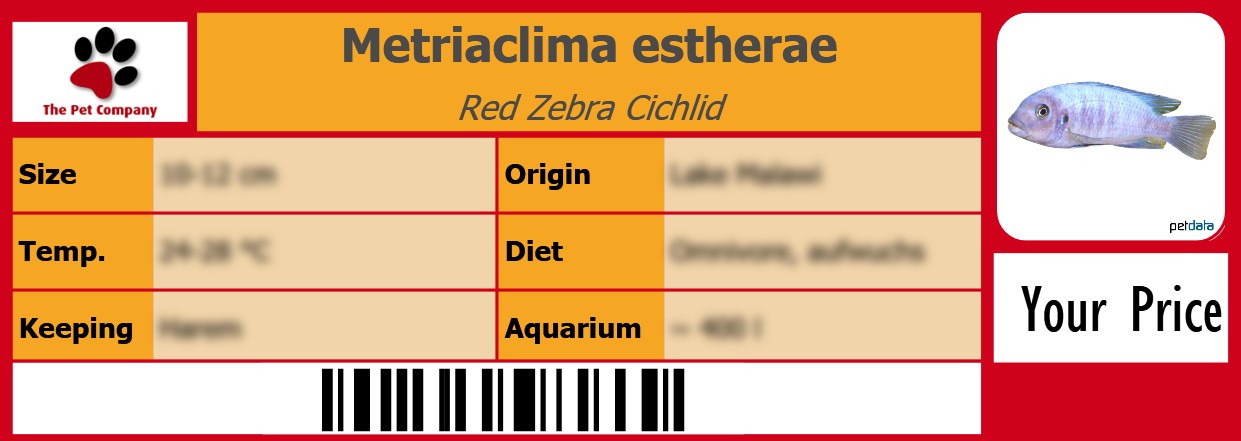 Metriaclima estherae Red Zebra Cichlid 105 x 38 mm