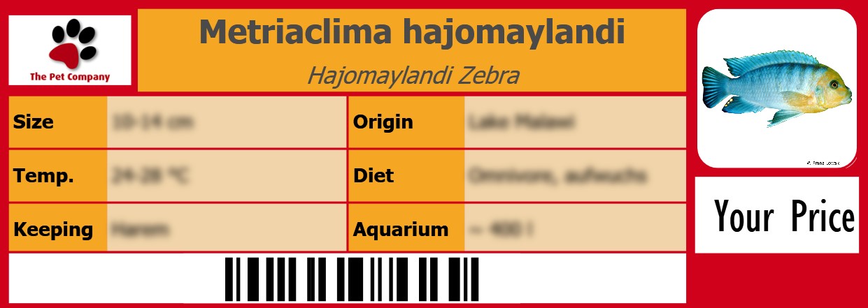 Metriaclima hajomaylandi Hajomaylandi Zebra 105 x 38 mm