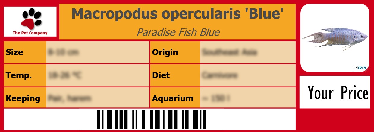 Macropodus opercularis 'Blue' Paradise Fish Blue 105 x 38 mm
