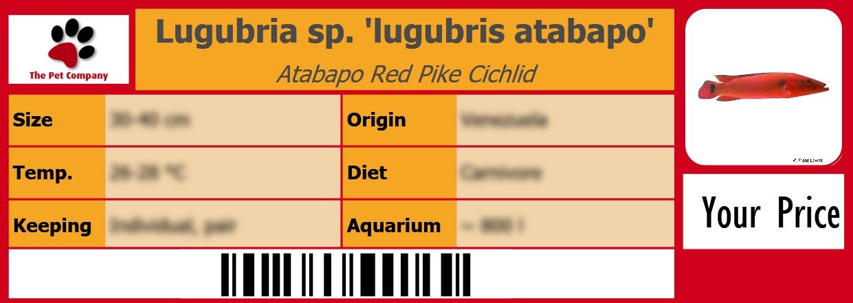 Lugubria sp. 'lugubris atabapo' Atabapo Red Pike Cichlid 105 x 38 mm