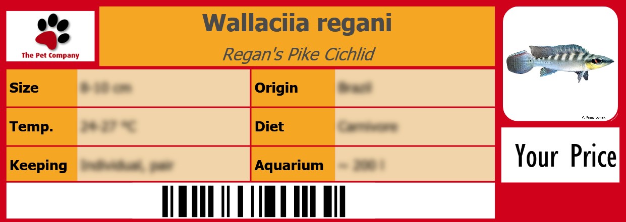 Wallaciia regani Regan's Pike Cichlid 105 x 38 mm