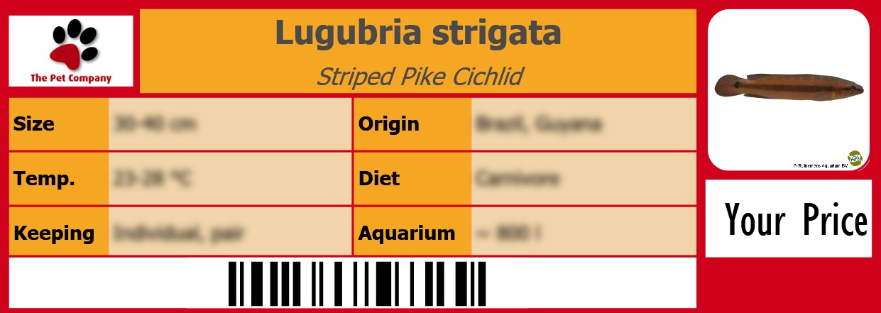 Lugubria strigata Striped Pike Cichlid 105 x 38 mm