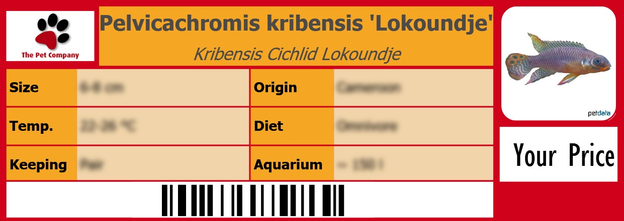 Pelvicachromis kribensis 'Lokoundje' Kribensis Cichlid Lokoundje 105 x 38 mm