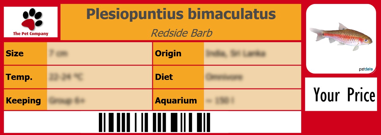 Plesiopuntius bimaculatus Redside Barb 105 x 38 mm