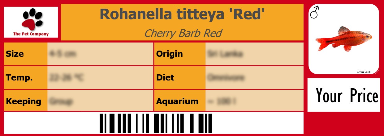 Rohanella titteya 'Red' Cherry Barb Red 105 x 38 mm